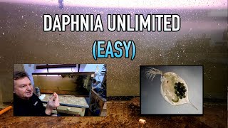 How I Raise Daphnia Water Fleas And You Can Too [upl. by Lamb]