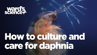 Caring and Culturing for Daphnia [upl. by Aivatra]