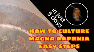 How to Culture Magna Daphnia Easily [upl. by Nahtanod327]