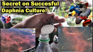 How to Culture Daphnia Successfully [upl. by Ahsiloc]