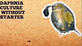 HOW TO CULTURE DAPHNIA NATURALLY WITHOUT A STARTER [upl. by Waiter]