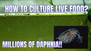 How to Culture Daphnia Secret Method to Breed MILLIONS  Simply Aquatic [upl. by Htieh]