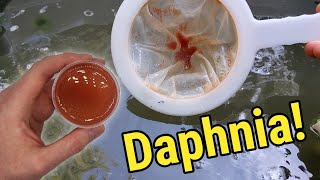 How I Culture Daphnia In Outdoor Tubs [upl. by Teplitz]