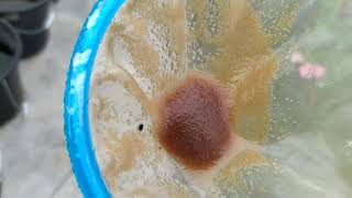 How to culture daphnia moina in a small container Part 1 English Subtitle [upl. by Kamat]