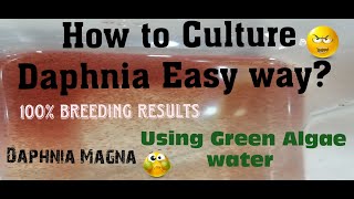 Daphnia MagnaHow to Culture Daphnia Easy wayCulturing Daphnia using Green water Daphnia [upl. by Kiele]