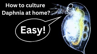 BEST Live Fish Food Beginner guide How to Culture Daphnia at home [upl. by Ishii]