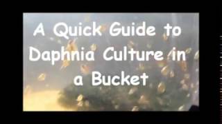 How to culture daphnia outside [upl. by Aramit]