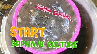 How to culture daphnia moina the easy way 1  Starting the Daphnia culture [upl. by Neelahs]