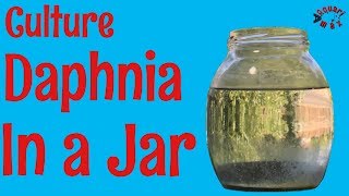 How to Culture Daphnia in a Jar [upl. by Dianna]