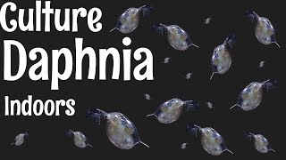 How to Culture Daphnia [upl. by Ileane]