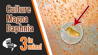 How to culture DAPHNIA MAGNA  The easy way [upl. by Izawa]