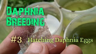 Daphnia Culture made simple and easy 3  Hatching Daphnia eggs [upl. by Eugine]