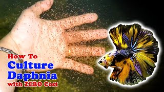 How to Culture Daphnia with ZERO Cost  Unlimited Live Food For Our Fish [upl. by Adlesirg887]