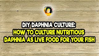 DIY Daphnia Culture How to Culture Nutritious Daphnia as Live Food for Your Fish [upl. by Burns]