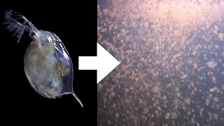 How I Culture Daphnia [upl. by Gilroy369]