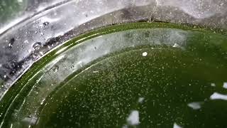 DAPHNIA MOINA CULTURE IN A SMALL BUCKET [upl. by Dilahk514]