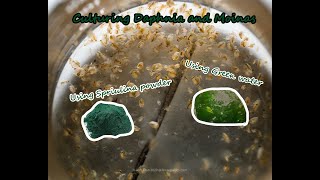 How To Culture Daphnia and Moinas using Green Water Spirulina powder [upl. by Esma]