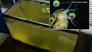 Raising Daphnia for the Freshwater Aquarium [upl. by Latham]