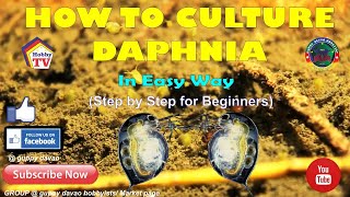 HOW TO CULTURE DAPHNIA In Easy Way [upl. by Janot]